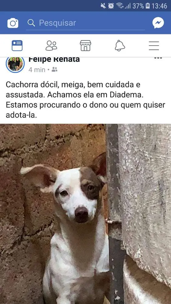 Cachorro ra a Não sei idade  nome Sem nome