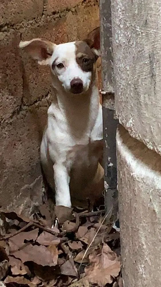 Cachorro ra a Não sei idade  nome Sem nome