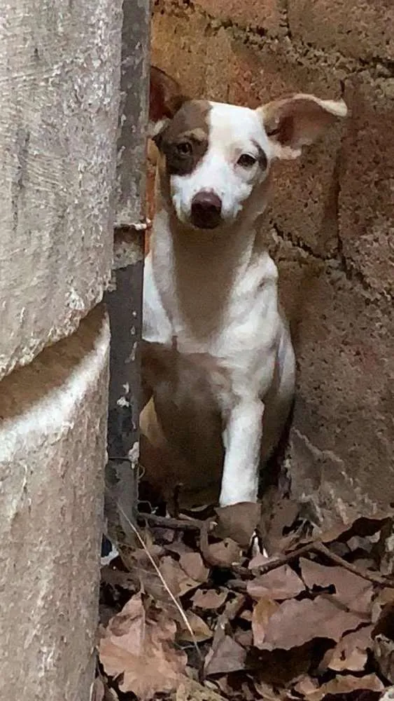 Cachorro ra a Não sei idade  nome Sem nome