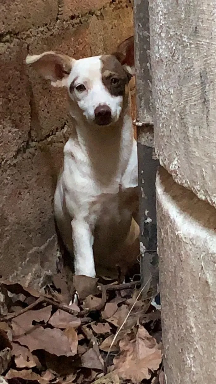 Cachorro ra a Não sei idade  nome Sem nome