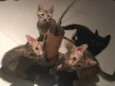 Gato
