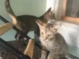 Gato