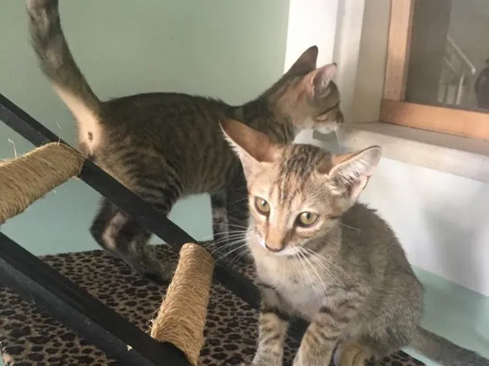 Gato ra a  idade  nome Gato