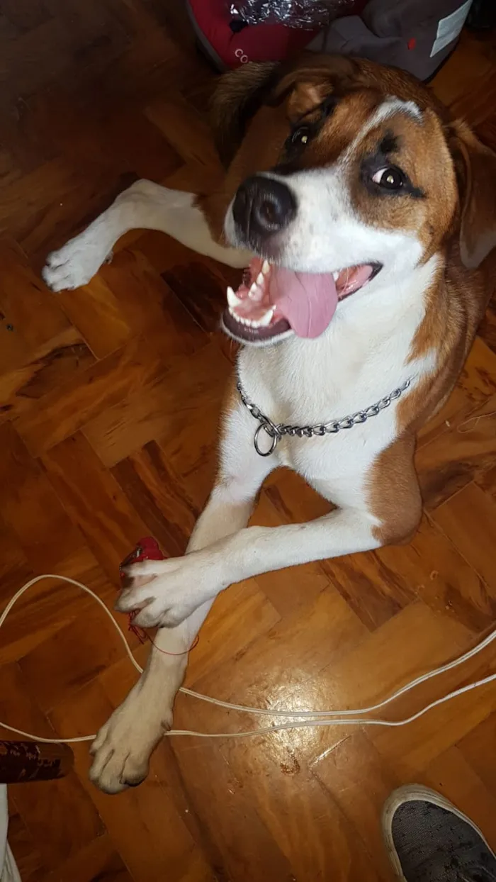 Cachorro ra a SRD idade 1 ano nome Willy