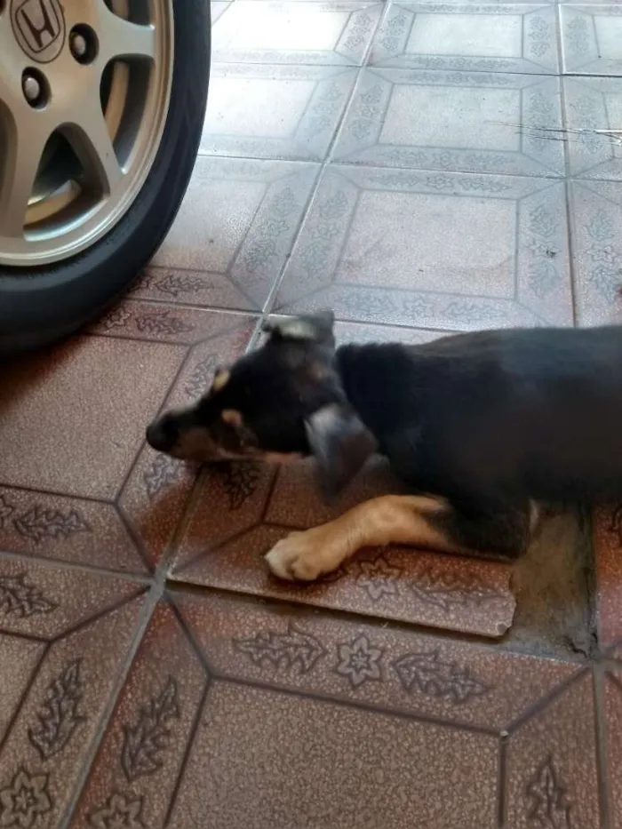 Cachorro ra a Vira lata idade 2 a 6 meses nome Belinha