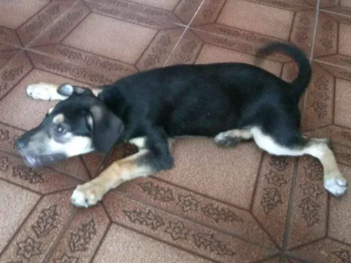 Cachorro ra a Vira lata idade 2 a 6 meses nome Belinha