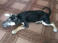 Belinha