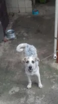 Lara,Sasha,Peludinho