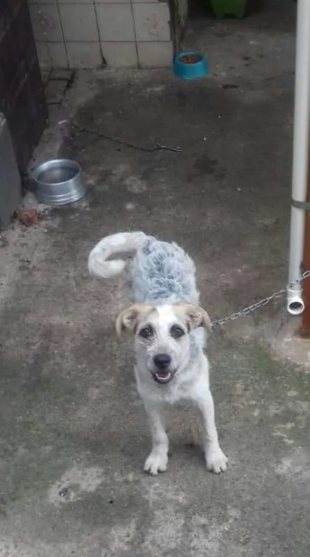 Cachorro raça raca nao definida idade 3 anos nome Lara,Sasha,Peludinho