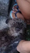 Lara,Sasha,Peludinho