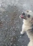 Lara,Sasha,Peludinho