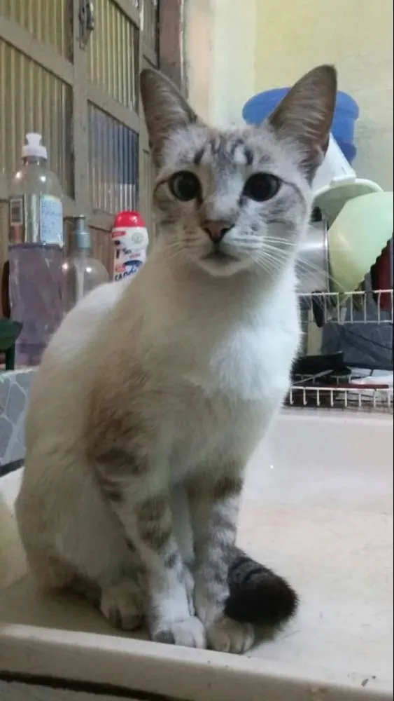 Gato ra a Siamesa idade 1 ano nome Beatriz 