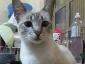 Gato raça Siamesa idade 1 ano nome Beatriz 