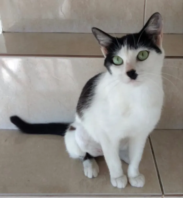Gato ra a Srd linda  idade 7 a 11 meses nome Marie