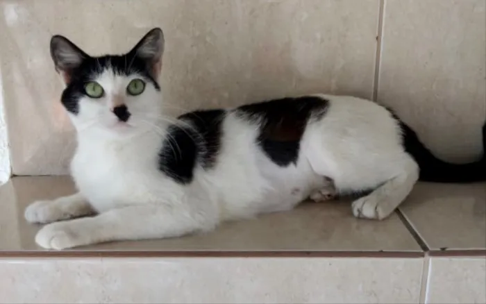 Gato ra a Srd linda  idade 7 a 11 meses nome Marie