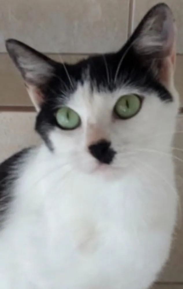 Gato ra a Srd linda  idade 7 a 11 meses nome Marie