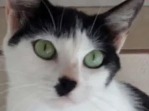 Gato raça Srd linda  idade 7 a 11 meses nome Marie