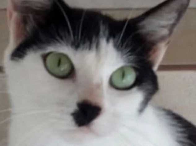 Gato ra a Srd linda  idade 7 a 11 meses nome Marie