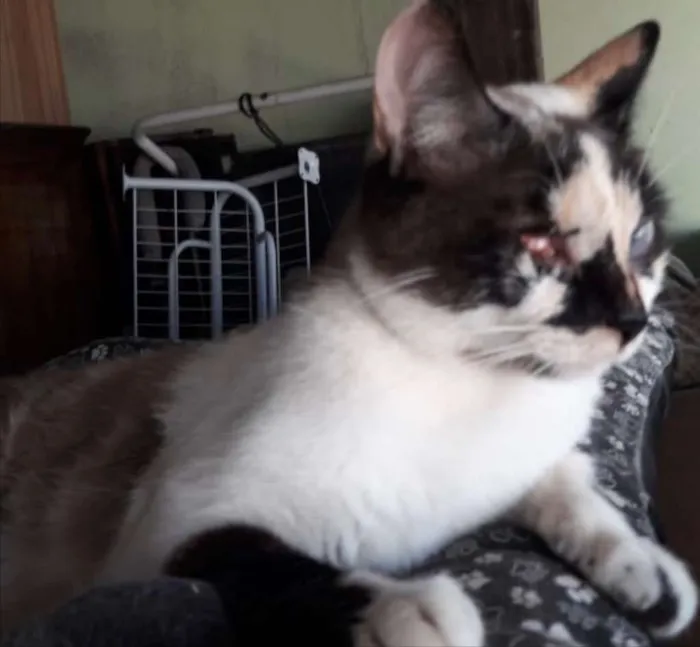 Gato ra a Srd  idade 7 a 11 meses nome Florzinha 