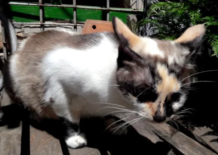 Gato ra a Srd  idade 7 a 11 meses nome Florzinha 