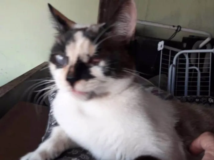 Gato ra a Srd  idade 7 a 11 meses nome Florzinha 