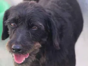Cachorro raça  idade 5 anos nome Talita Pequena