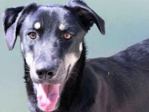 Cachorro raça  idade 4 anos nome THOR