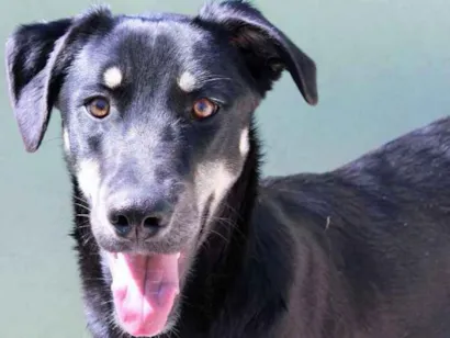 Cachorro raça  idade 4 anos nome THOR