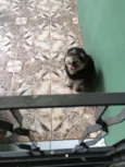 Frederico