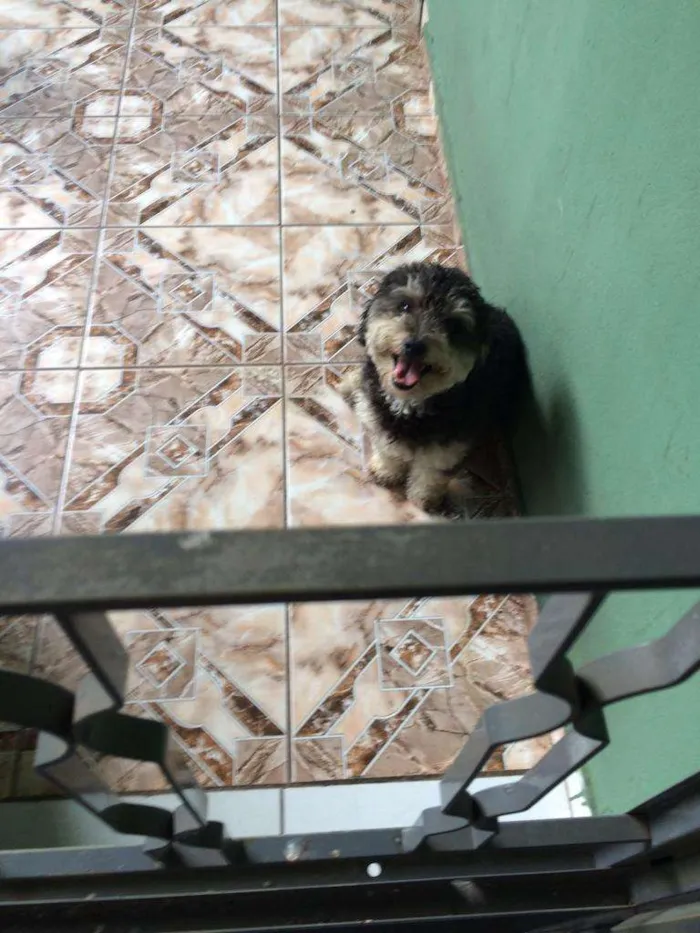 Cachorro ra a Poodle idade 1 ano nome Frederico