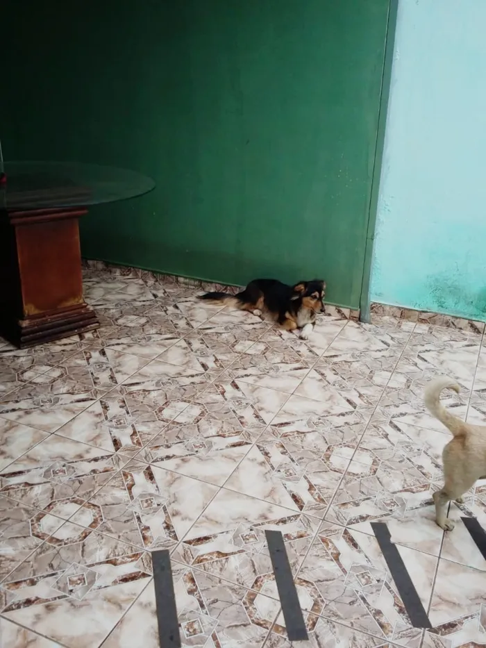 Cachorro ra a Vira lata ( poodle/basset) idade 3 anos nome Lika