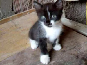 Gato raça vira-lata idade Abaixo de 2 meses nome Fiona