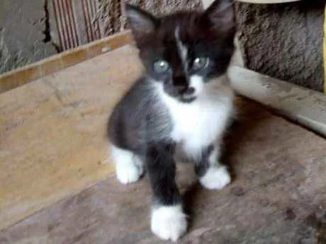 Gato ra a vira-lata idade Abaixo de 2 meses nome Fiona
