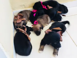 Cachorro raça Viralata idade Abaixo de 2 meses nome Não tem nomes ainda 