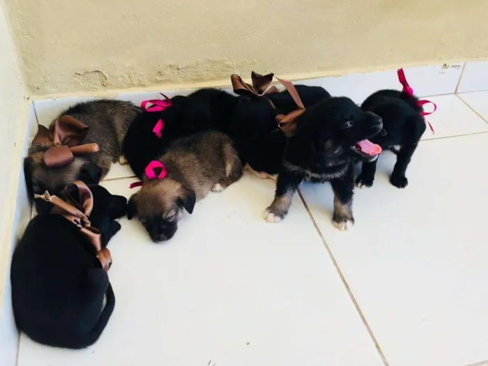 Cachorro raça Viralata idade Abaixo de 2 meses nome Não tem nomes ainda 