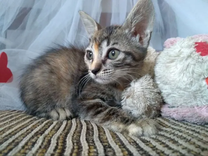 Gato ra a Srd idade 2 a 6 meses nome Prestígio e Penelope