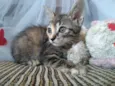 Prestígio e Penelope