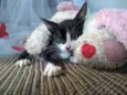 Prestígio e Penelope