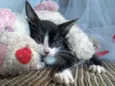 Prestígio e Penelope