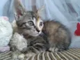 Prestígio e Penelope