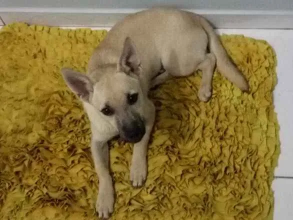 Cachorro ra a Vira lata  idade 2 anos nome John