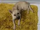Cachorro raça Vira lata  idade 2 anos nome John