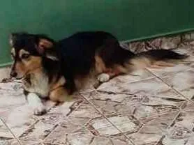 Cachorro ra a Vira lata ( poodle/basset) idade 3 anos nome Lika