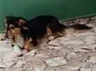 Cachorro raça Vira lata ( poodle/basset) idade 3 anos nome Lika