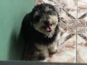 Cachorro raça Poodle idade 1 ano nome Frederico