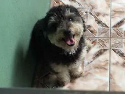 Cachorro ra a Poodle idade 1 ano nome Frederico