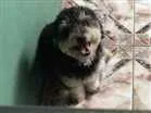 Cachorro raça Poodle idade 1 ano nome Frederico