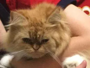 Gato raça persa idade 2 anos nome frida