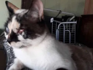 Gato raça Srd  idade 7 a 11 meses nome Florzinha 