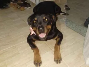 Gato raça Rottweiler idade 3 anos nome Kyra